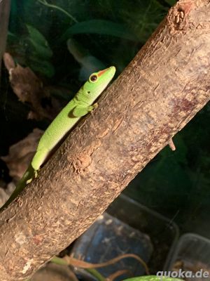 0,0, 2 Phelsuma madagascariensis grandis 