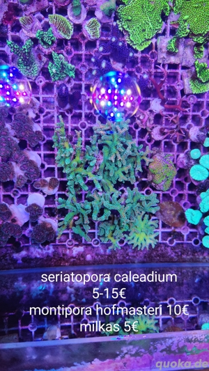 Seriatopora caleadium silber