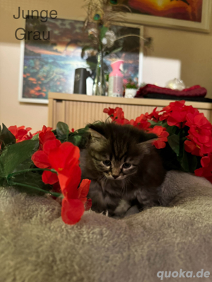 Main Coon Mix Kitten suchen liebevolles Zuhause Bild 4
