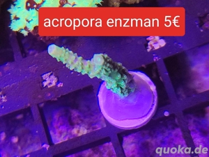 acropora Enzmann 