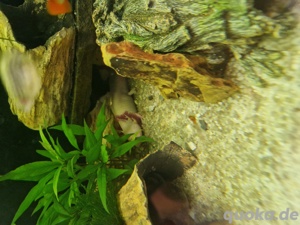 Axolotl  Bild 3