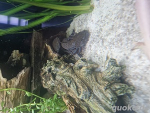 Axolotl  Bild 2