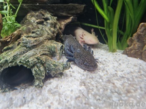 Axolotl  Bild 1