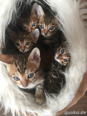 Reinrassige Bengalkitten Abgabebereit Bengalkatzen Bild 1