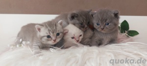 Bkh kitten Katzen Babys Britisch Kurzhaar  Bild 4