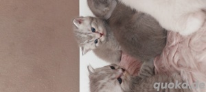 Bkh kitten Katzen Babys Britisch Kurzhaar  Bild 5