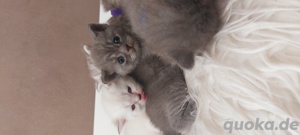 Bkh kitten Katzen Babys Britisch Kurzhaar  Bild 9