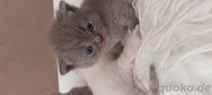 Bkh kitten Katzen Babys Britisch Kurzhaar  Bild 6