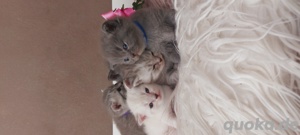 Bkh kitten Katzen Babys Britisch Kurzhaar  Bild 7