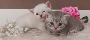 Bkh kitten Katzen Babys Britisch Kurzhaar  Bild 1