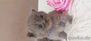 Bkh kitten Katzen Babys Britisch Kurzhaar  Bild 3