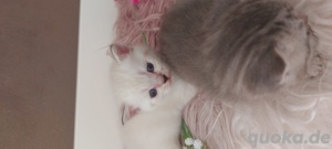 Bkh kitten Katzen Babys Britisch Kurzhaar  Bild 10