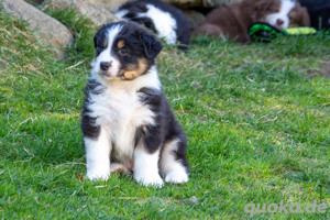 Traumhafte Australian Shepherd Welpen