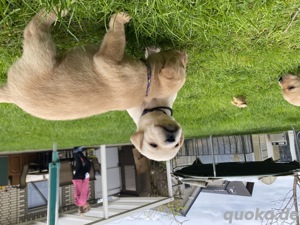 Topverpaarung reinrassige Labrador Welpen Gelb  Foxred mit Ahnentafel Bild 2