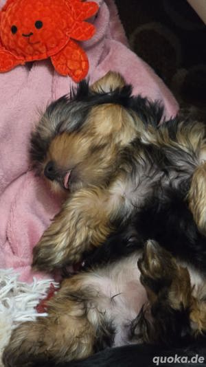 Yorkshire Terrier  ( 8 Wochen alt ) Bild 2