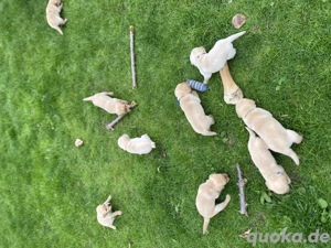 Topverpaarung reinrassige Labrador Welpen Gelb  Foxred mit Ahnentafel Bild 6