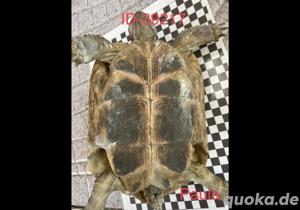 Griechische Landschildkröten Thb 1.2. Bild 8