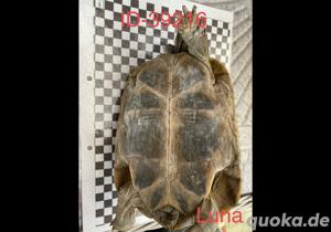 Griechische Landschildkröten Thb 1.2. Bild 6