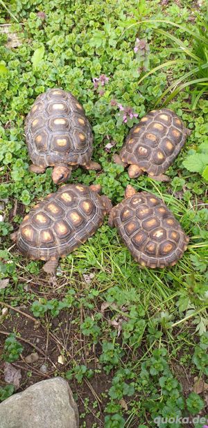 4 Köhlerschildkröten Bild 1