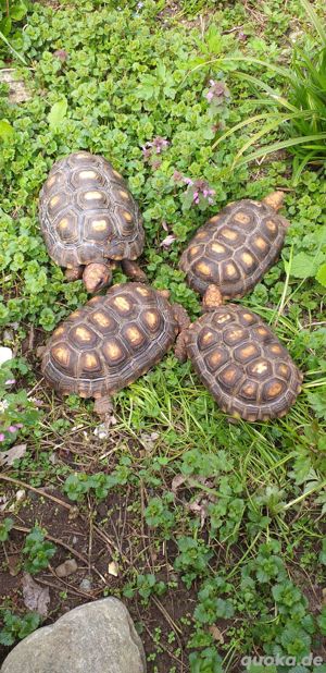 4 Köhlerschildkröten Bild 2