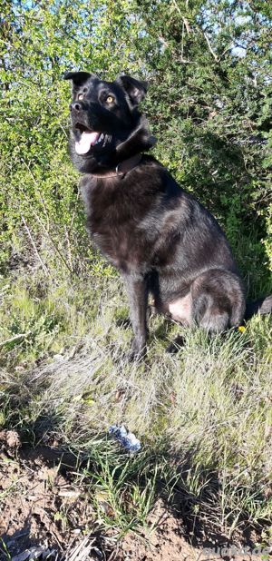 Schäferhund Labrador Bild 4