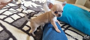 Chihuahua  (kurzhaarig)  sucht Zuhause  Bild 2