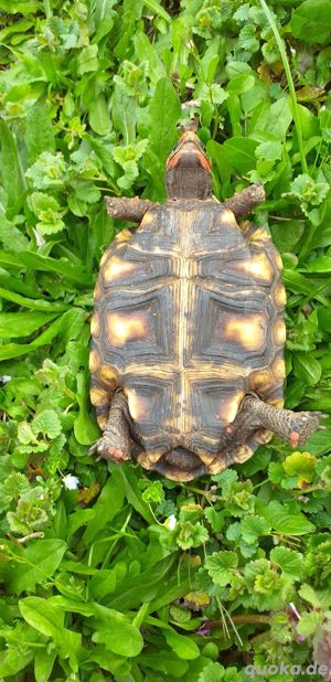 4 Köhlerschildkröten Bild 5