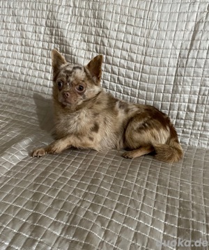 Chihuahua  Bild 1