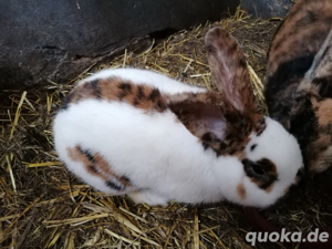 Stallkaninchen Kaninchen Schecke Hasen Bild 3