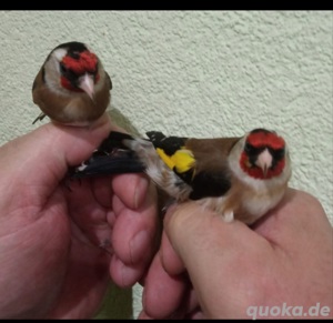 Europäische Stieglitze  Bild 2