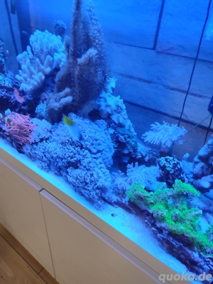 Meerwasser Aquarium komplett  Bild 3
