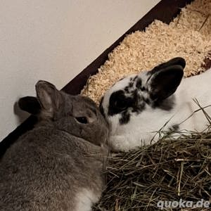 Kaninchen  Bild 2