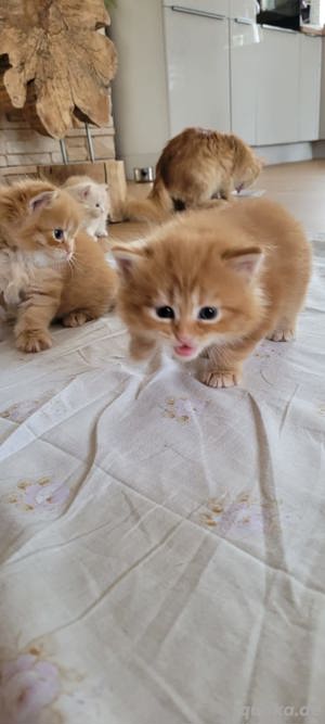 Reinrassige rote Main Coon Kitten Bild 8