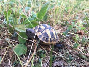 Schildkröten ,Maurische und Griechen
