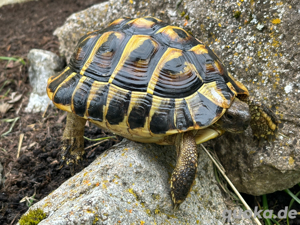 1.0 Testudo hermanni hermanni Mallorca adult