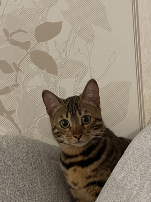 Bengal Katze   Bild 2