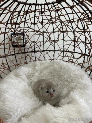 Bkh Britsch Kurzhaar Kitten in Lilac mit Stammbaum  Bild 4