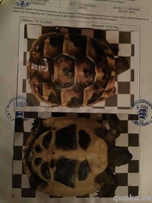 Griechische Landschildkröten  Testudo hermanni