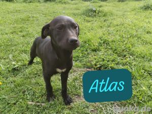 Atlas Welpe Shar Pei Mischlingsrüde Mischling Rüde Junghund sucht Zuhause oder Pflegestelle Bild 3