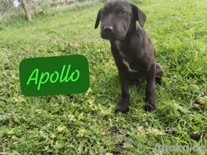 Apollo Welpe Shar Pei Mischlingsrüde Mischling Rüde Junghund sucht Zuhause oder Pflegestelle Bild 6
