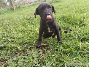 Apollo Welpe Shar Pei Mischlingsrüde Mischling Rüde Junghund sucht Zuhause oder Pflegestelle Bild 4
