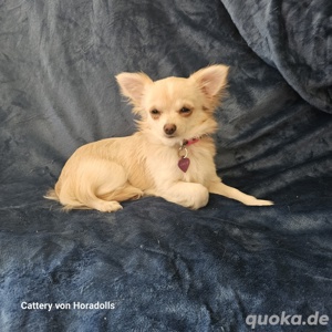Chihuahua Mädchen  Bild 7