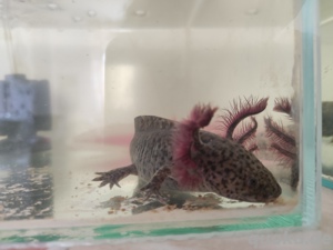 Axolotl Jungtiere, 15 cm groß  Bild 3