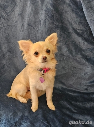 Chihuahua Mädchen  Bild 1