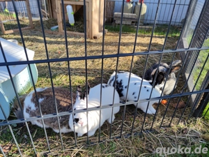 4-köpfige Kaninchenfamilie abzugeben