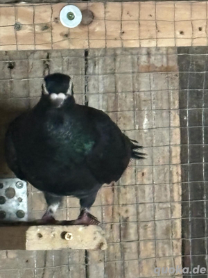 Schwarze Tauben Bild 2