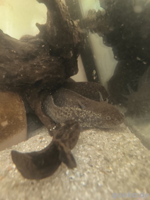 Axolotl Bild 3