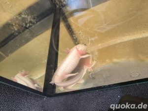 Axolotl Bild 4