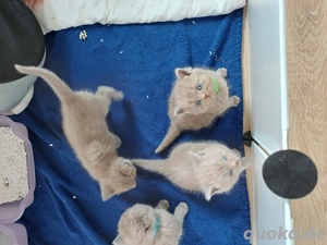 Reinrassige BKH Kitten in lilac Bild 6