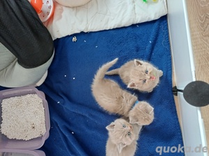 Reinrassige BKH Kitten in lilac Bild 4